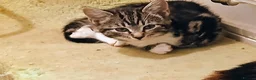 Mixed Breed cats for sale: Adorable kittens looking for their forever homes - Advert 5