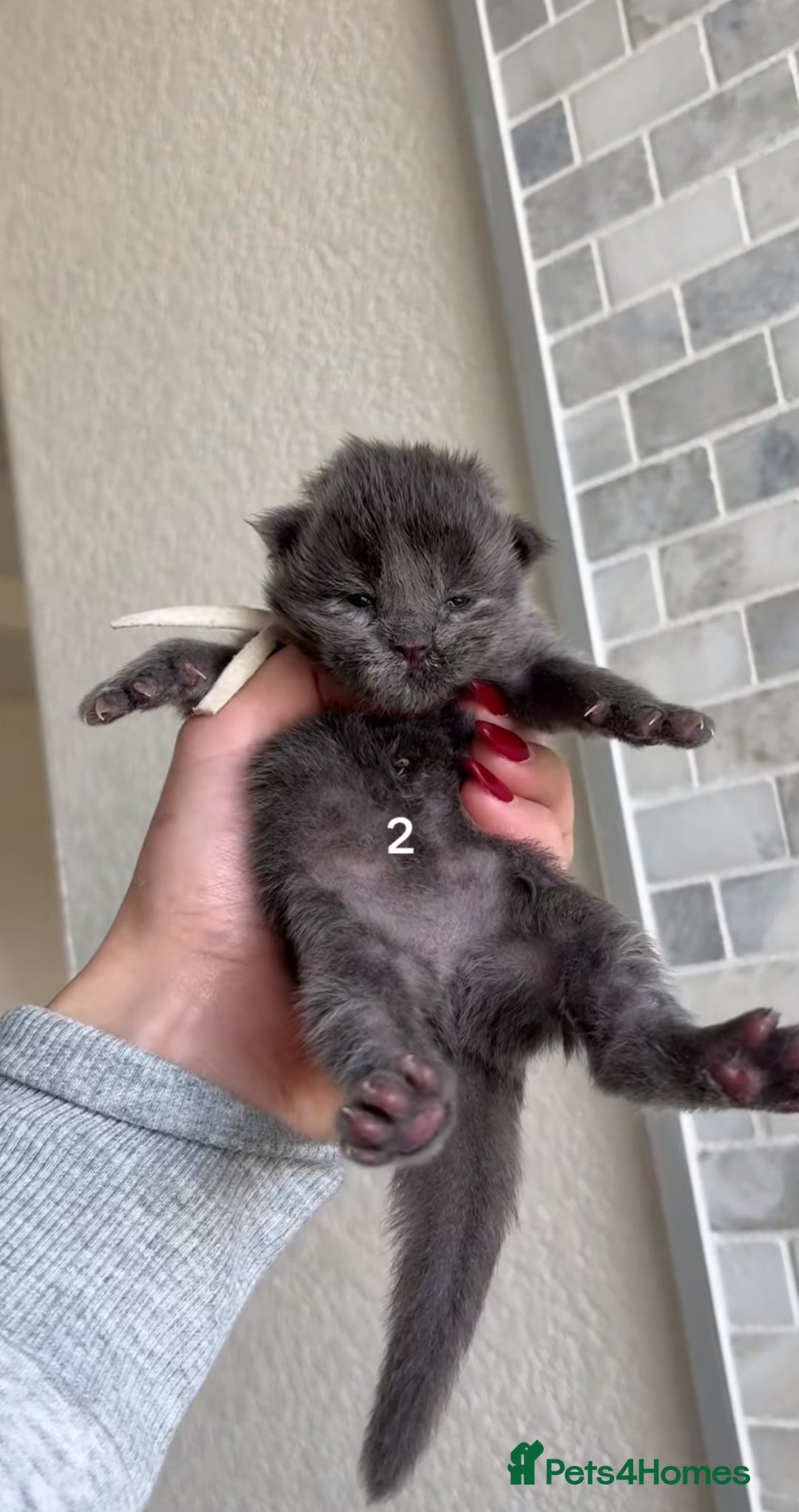 Maine Coon cats for sale: BEAUTIFUL MAINE COON KITTENS - Advert 4