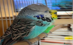 Budgerigars birds for sale: 🐦 Handsome Blue Budgie looking for a New Home! 🏡 - Image 3