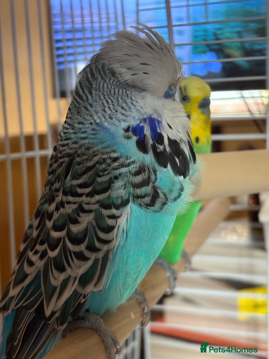 Budgerigars birds for sale: 🐦 Handsome Blue Budgie looking for a New Home! 🏡 - Image 3