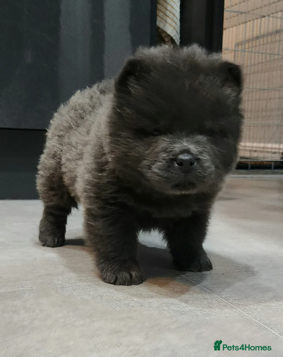 Chow Chow dogs for sale: Chow chow pedigree pups REDUCED!! - Advert 18