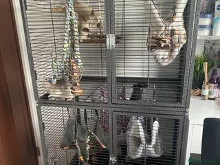 Rat rodents 2 Rats and Cage for Sale - Advert 1