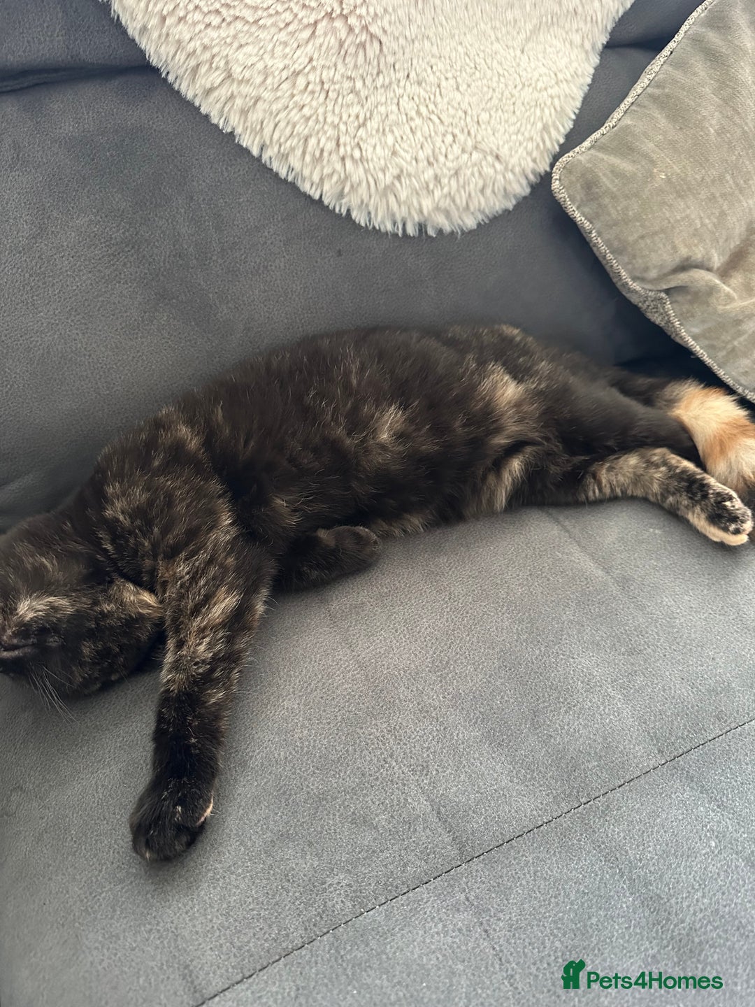 Mixed Breed cats for sale: British Short Hair Cross-Sphinx  - Advert 12