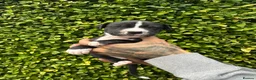 Mixed Breed dogs for sale: Staffy x puppies  - Advert 6