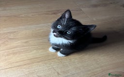 European cats for sale: Kitten  - Image 8