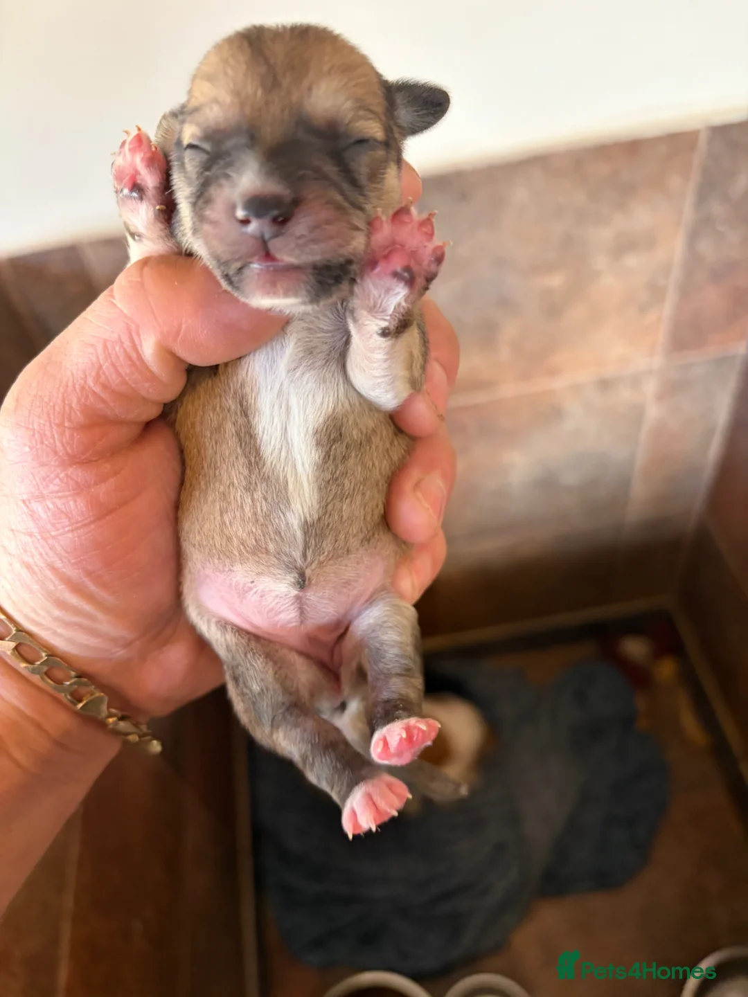 Mixed Breed dogs for sale: Tiny litter of mix dachshund  - Advert 2