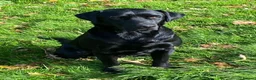 Labrador Retriever dogs for sale: 5 Star Council Registered Litter of Labrador pups - Advert 5