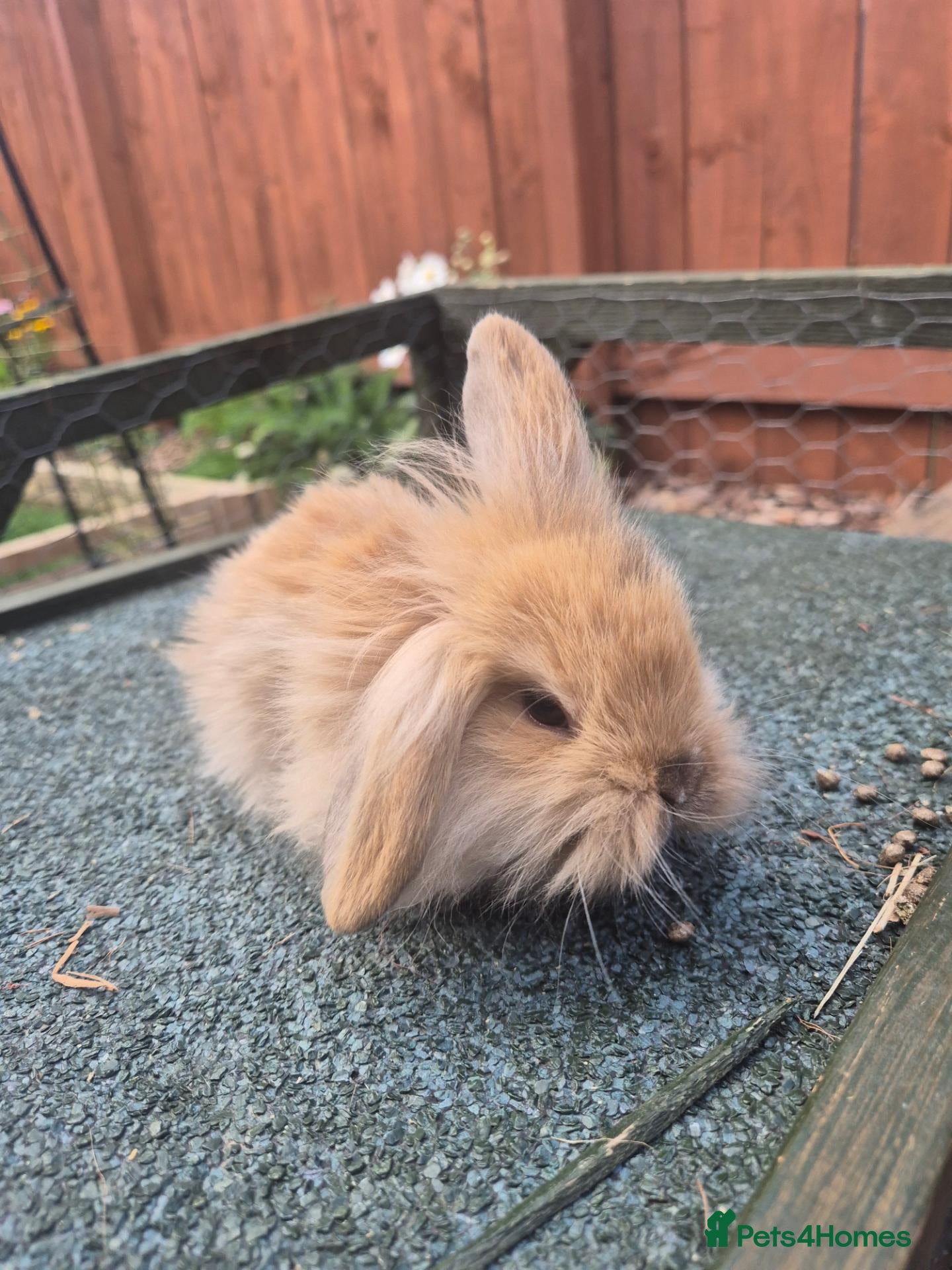 Mixed Breed rabbits LAST doe Kit ready now! - Advert 24
