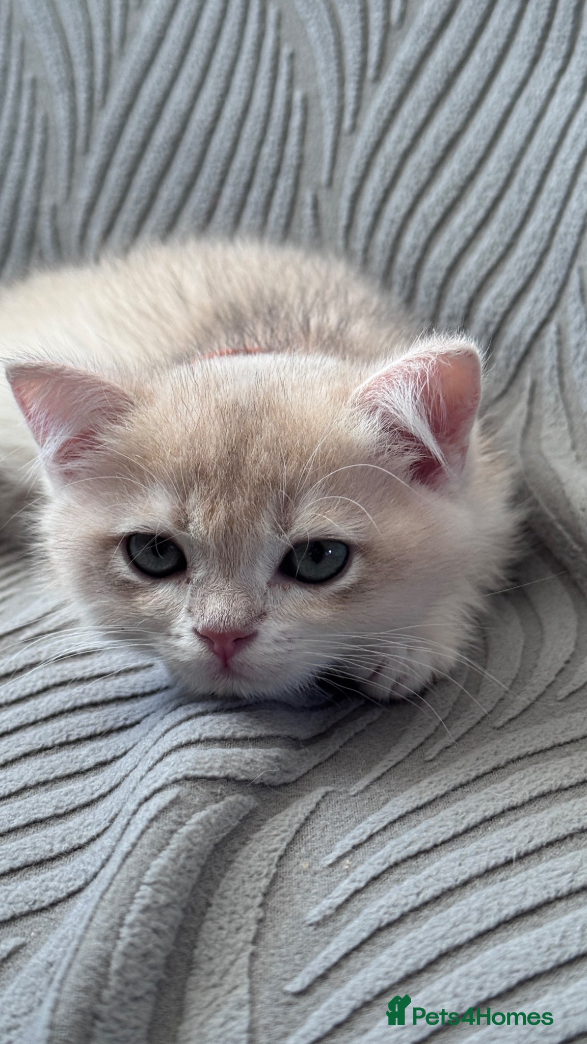 British Shorthair cats for sale: ADORABLE GCCF BSH CHOCOLATE GOLD KITTENS  - Advert 4