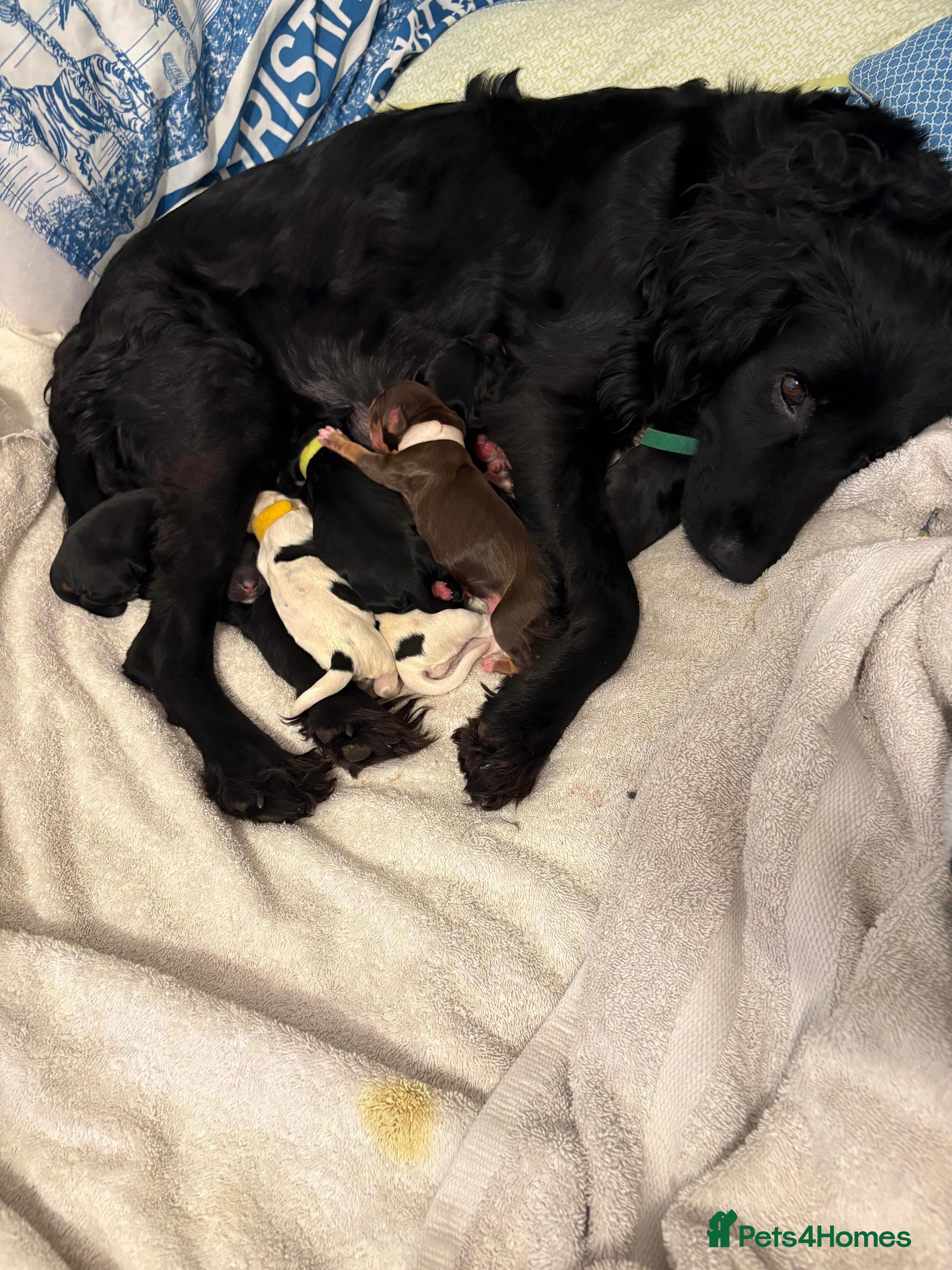 English Springer Spaniel dogs Spaniel puppies for sale  - Advert 1