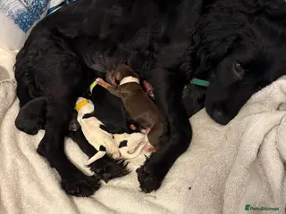 English Springer Spaniel dogs Spaniel puppies for sale - Advert 1