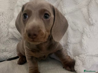 Miniature Dachshund dogs - Advert 3