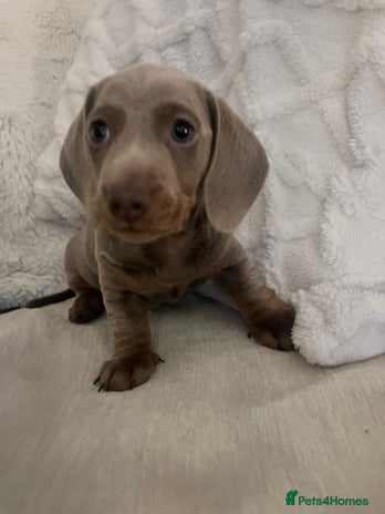 Miniature Dachshund dogs - Advert 10