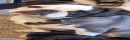 Pug dogs for sale: Stunning panda pugs  - Advert 3
