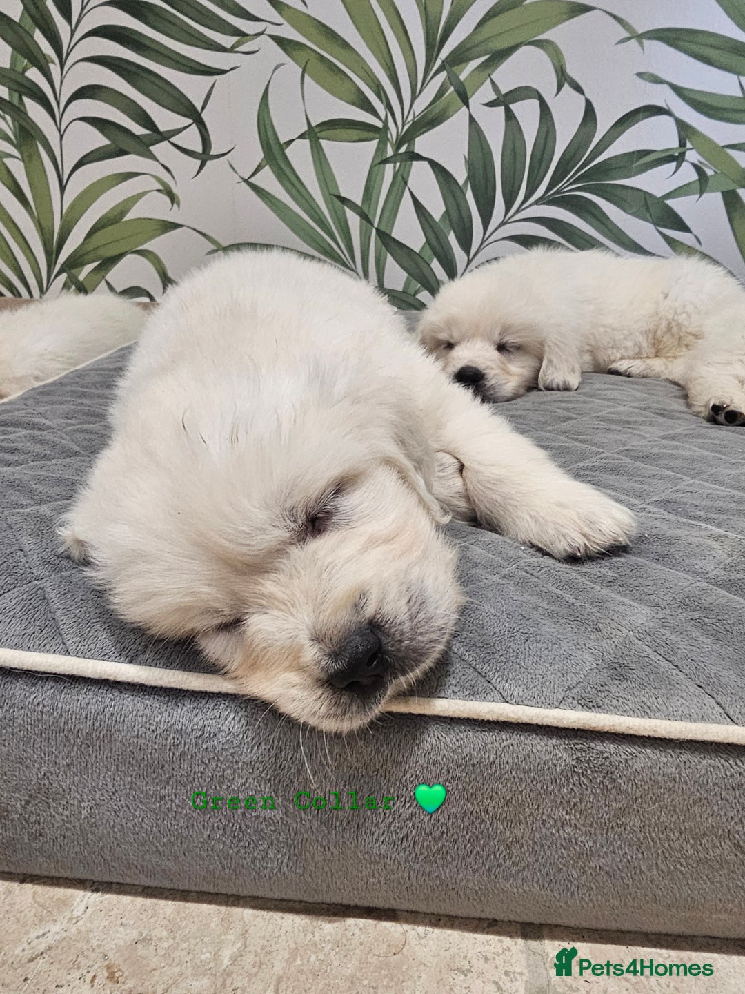 Golden Retriever dogs for sale: Extensively Health Tested English Cream Puppies - Advert 7
