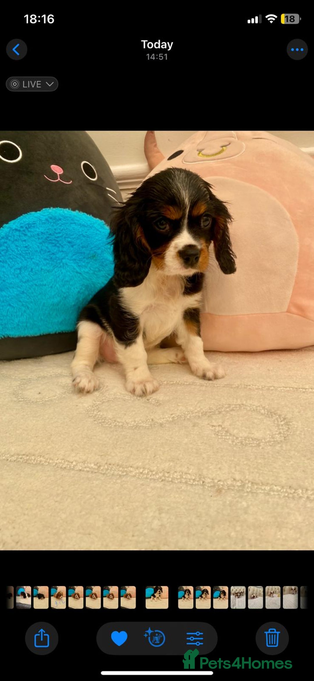 Cavalier King Charles Spaniel dogs for sale: King Charles cavalier puppies  - Image 12