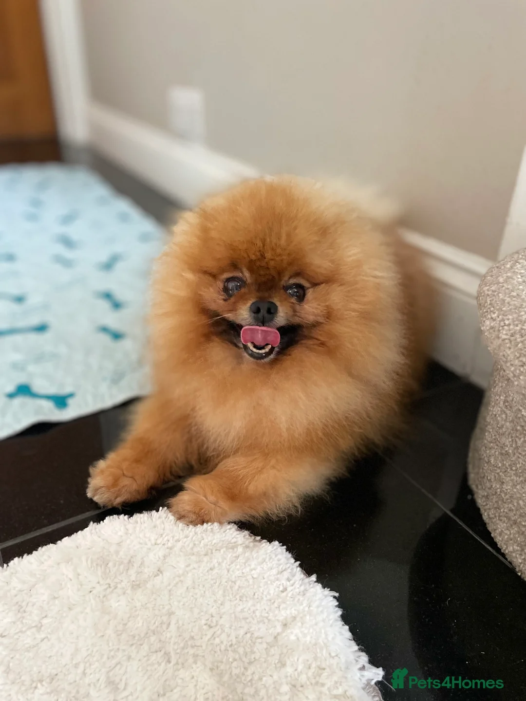 Pomeranian dogs for stud: KC Orange russian import stud Rio 🇷🇺🍊🧡🔥🐻🐾 in Guildford - Advert 2