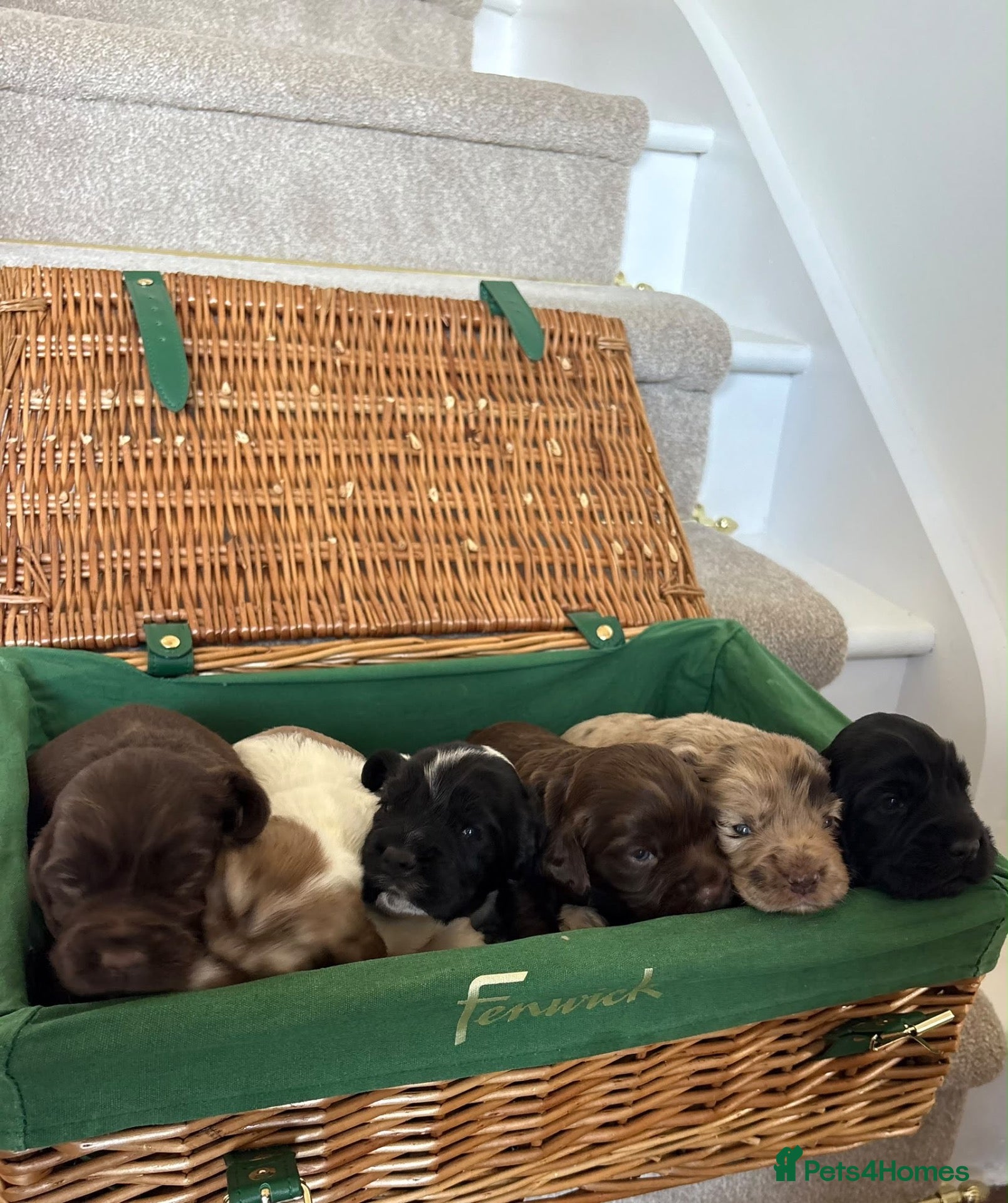 Cocker Spaniel dogs for sale: Cocker spaniel puppies  - Advert 1