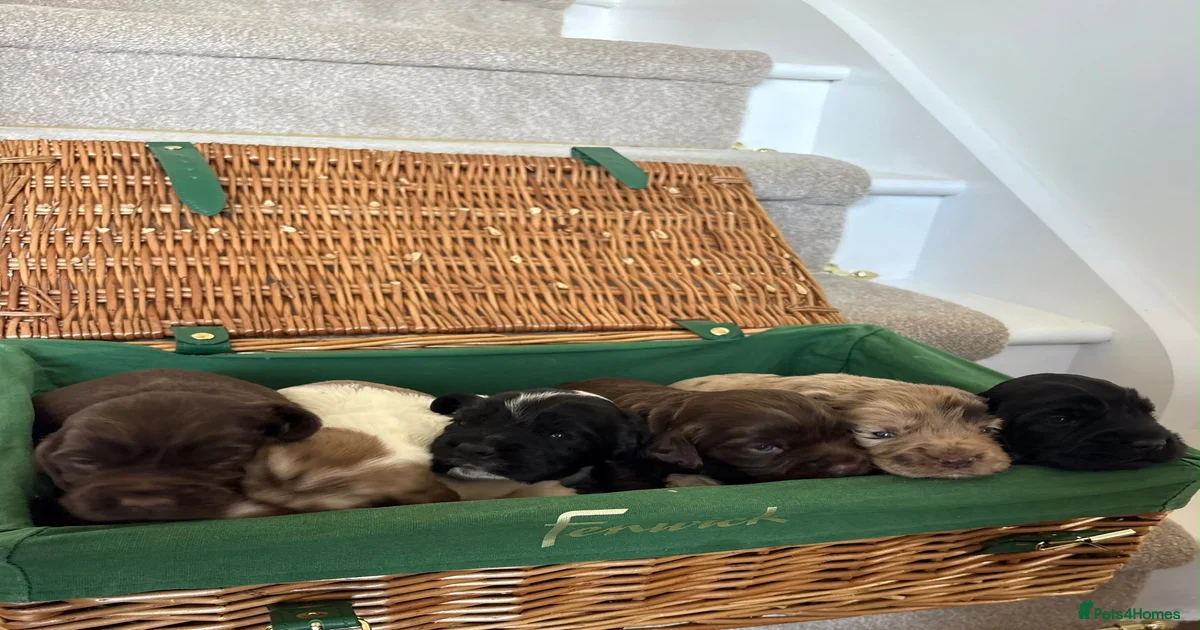 Cocker spaniel puppies for sale in Driffield | Pets4Homes