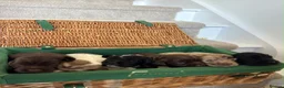 Cocker Spaniel dogs for sale: Cocker spaniel puppies  - Advert 1