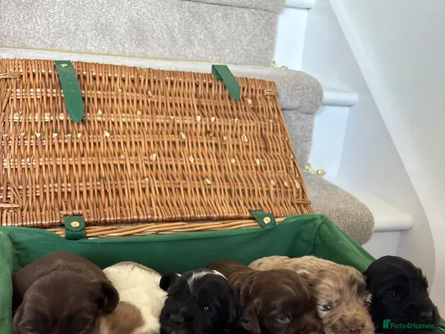 Cocker Spaniel dogs for sale: Cocker spaniel puppies - Advert 1