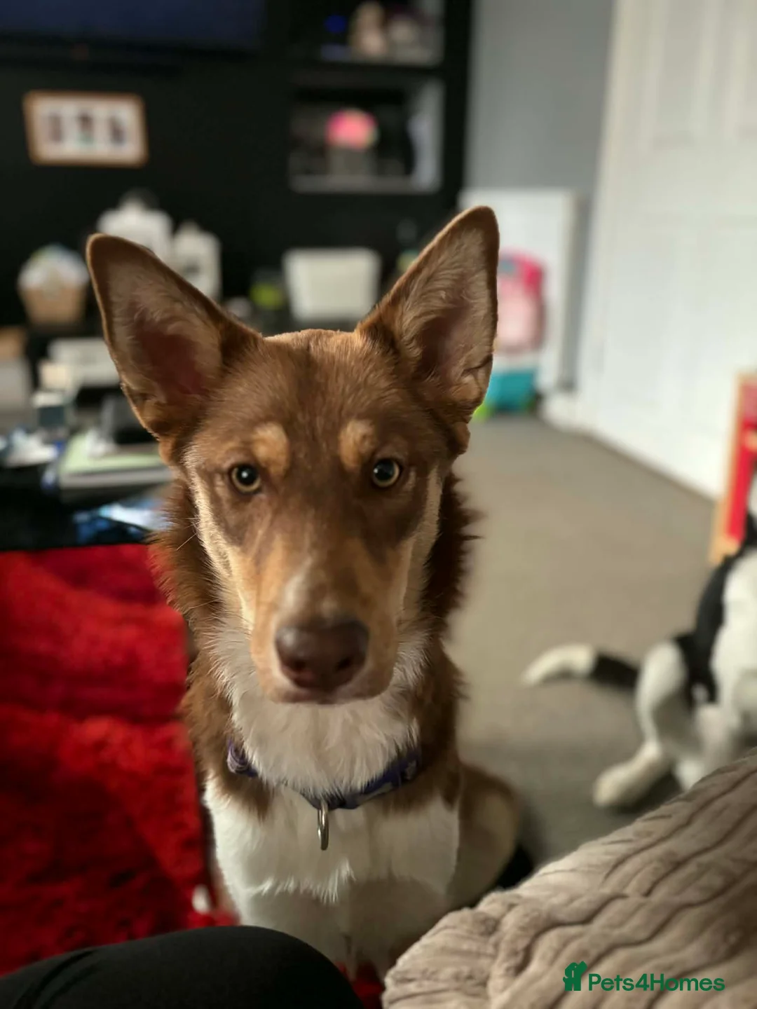 Mixed Breed dogs for sale: Devastating sale of Luna - Advert 2