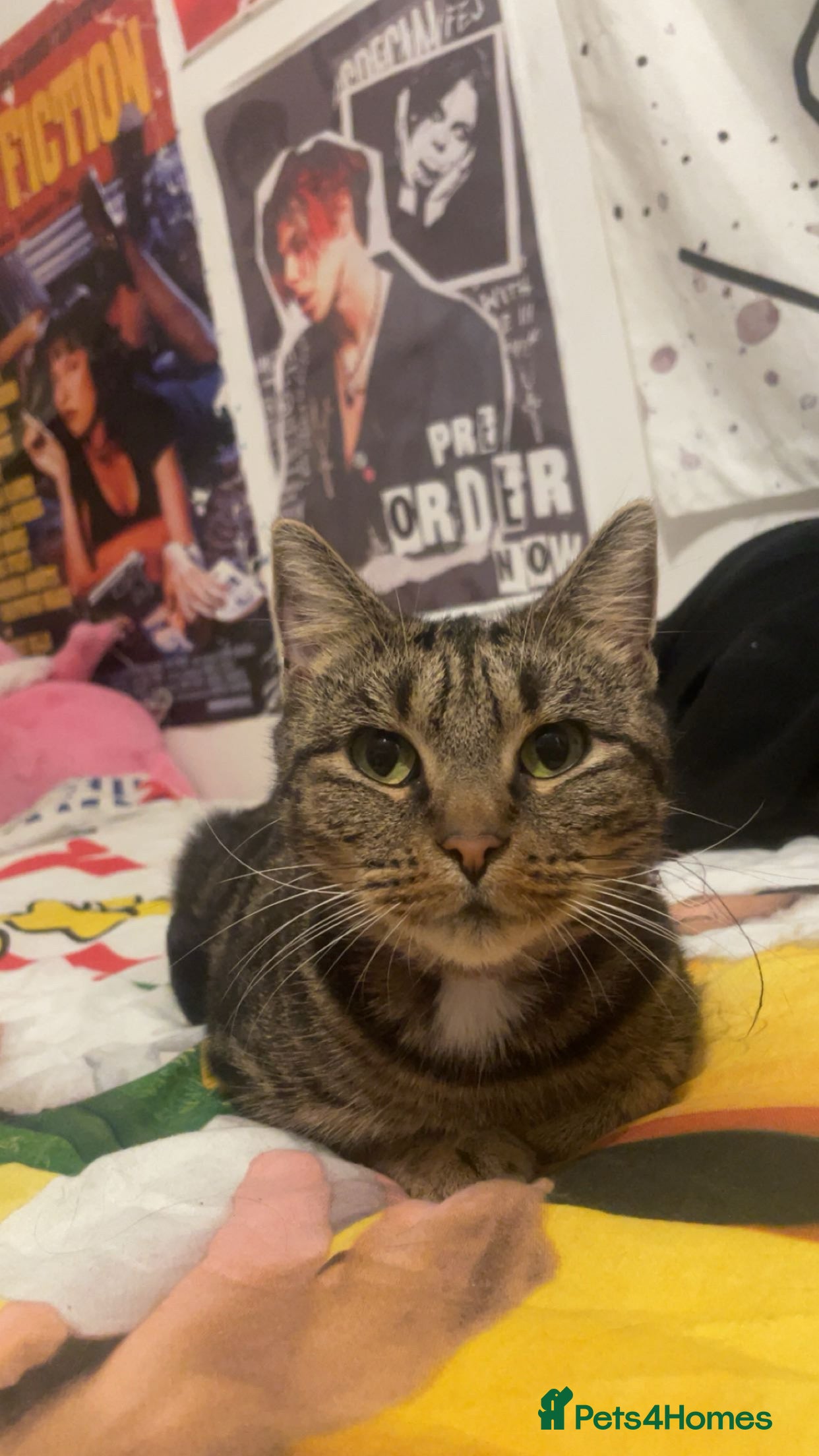 Domestic Shorthair cats Domestic shorthair  - Advert 2