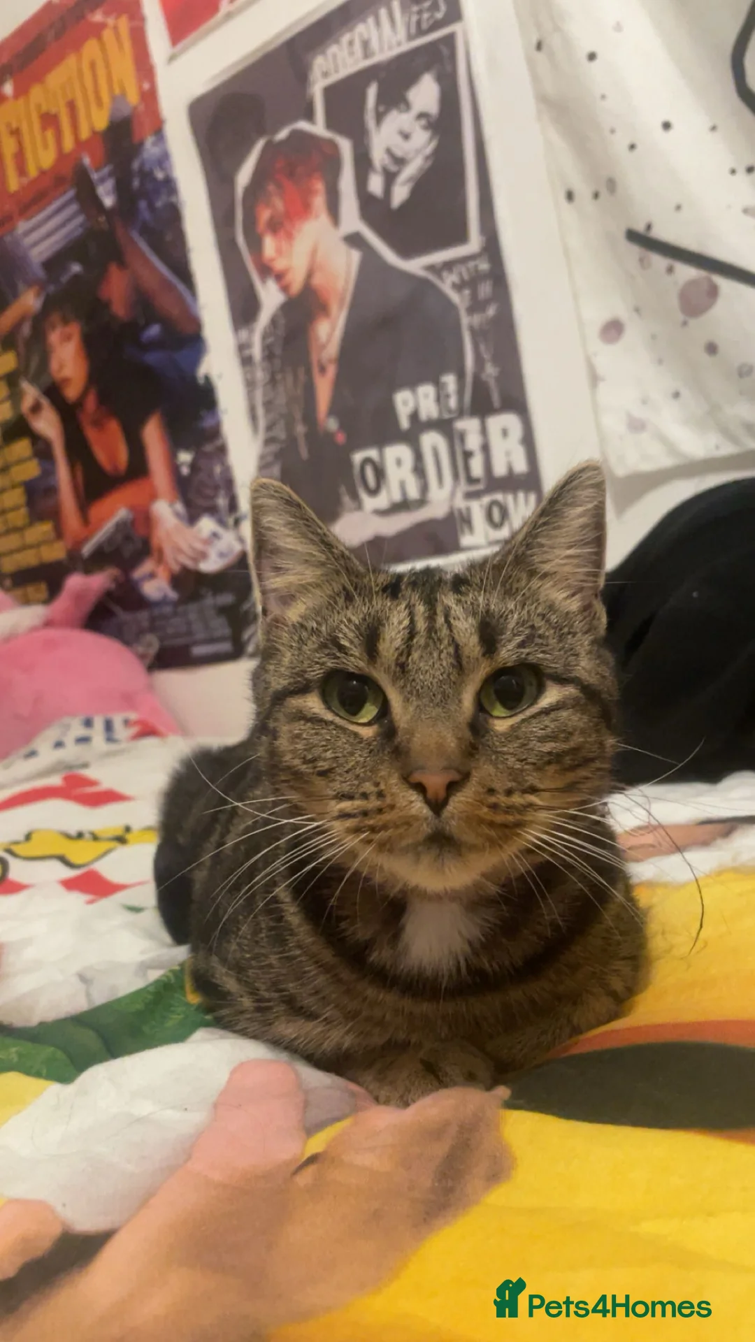 Domestic Shorthair cats for sale: Domestic shorthair  - Advert 1