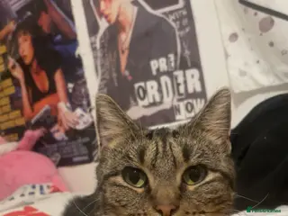 Domestic Shorthair cats Domestic shorthair - Advert 2