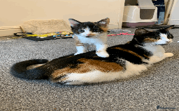 Mixed Breed cats for sale: gorgeous kittens male and female  - Image 1