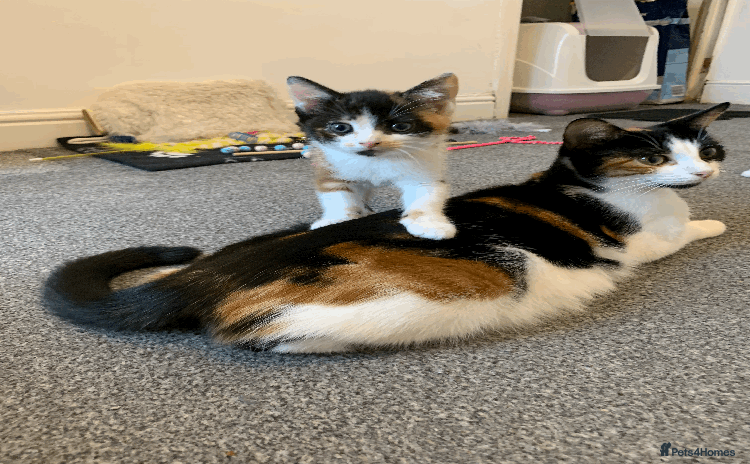 Mixed Breed cats - Advert 7