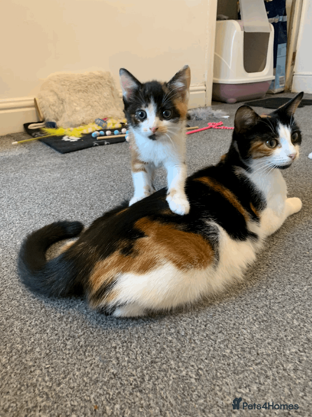 Mixed Breed cats for sale: gorgeous kittens male and female  - Image 1