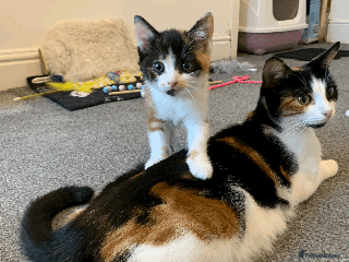 Mixed Breed cats - Advert 20