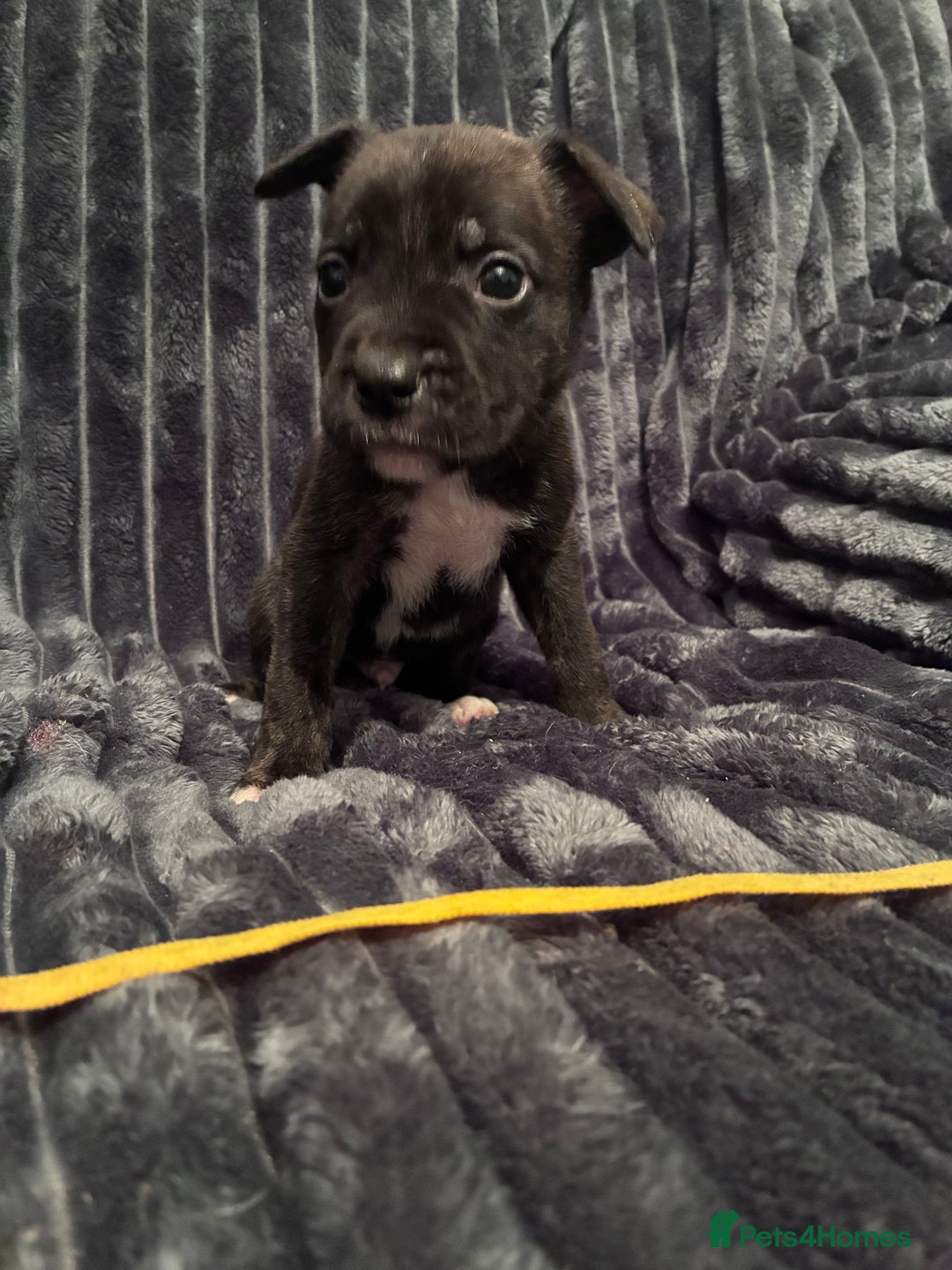 Mixed Breed dogs for sale: Cane Corso-Belgian Malanois cross American Bulldog - Advert 13