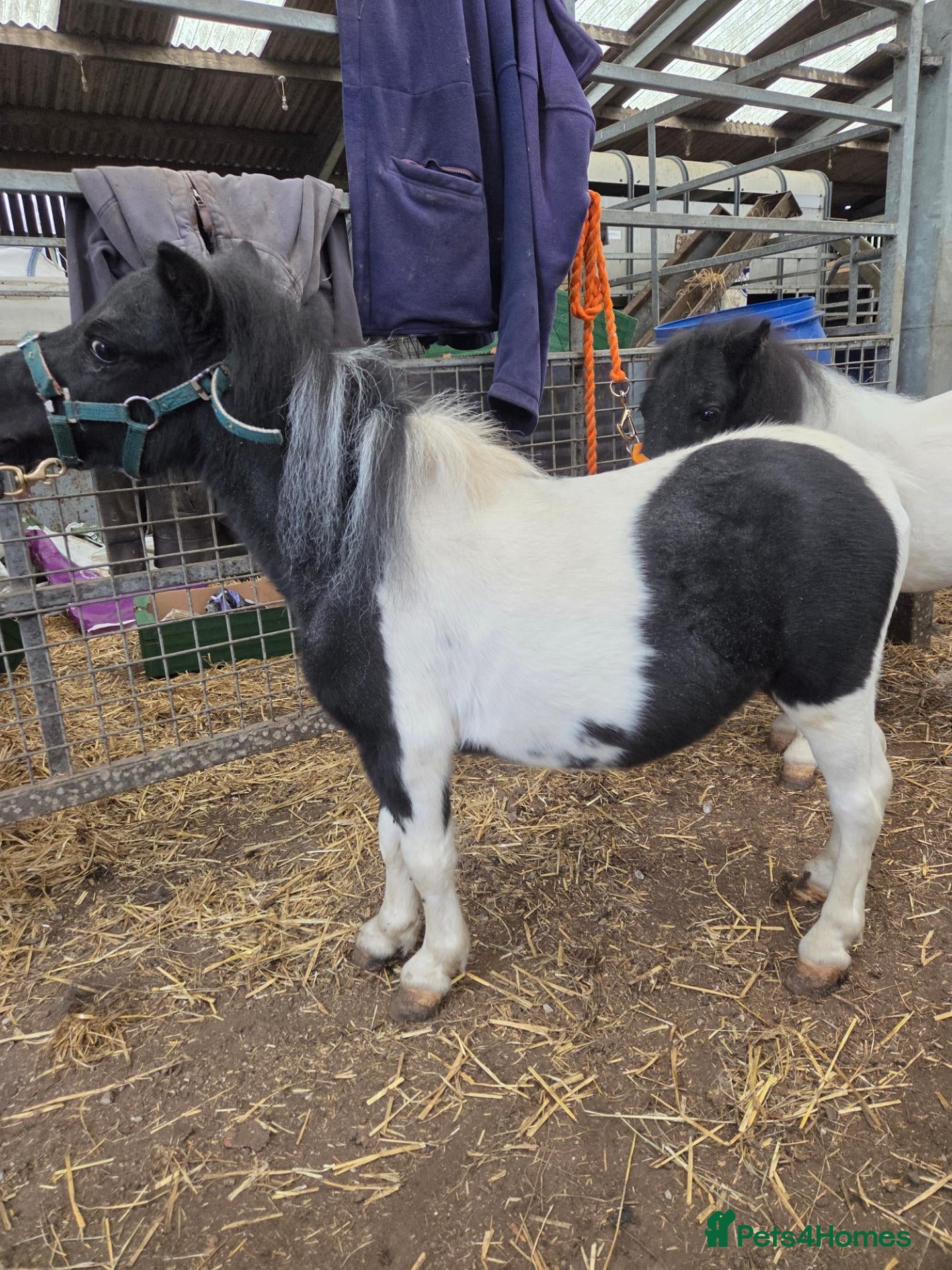 Shetland pony horses Piebald Minature shetland colt  - Advert 1