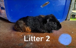 Guinea Pig rodents for sale: Baby Guinea Pigs For Sale - Image 6