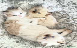 Ragdoll cats for sale: Loving Ragdoll kittens - Image 15