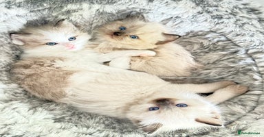 Ragdoll cats - Advert 4