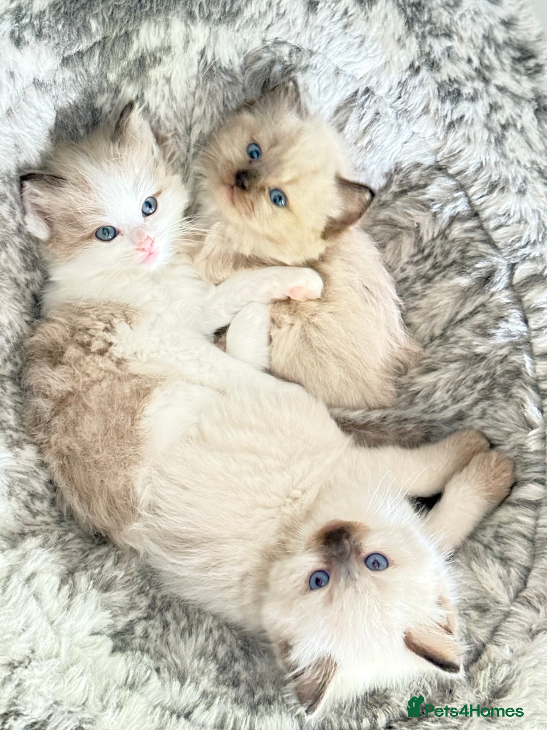Ragdoll cats for sale: Loving Ragdoll kittens - Image 15