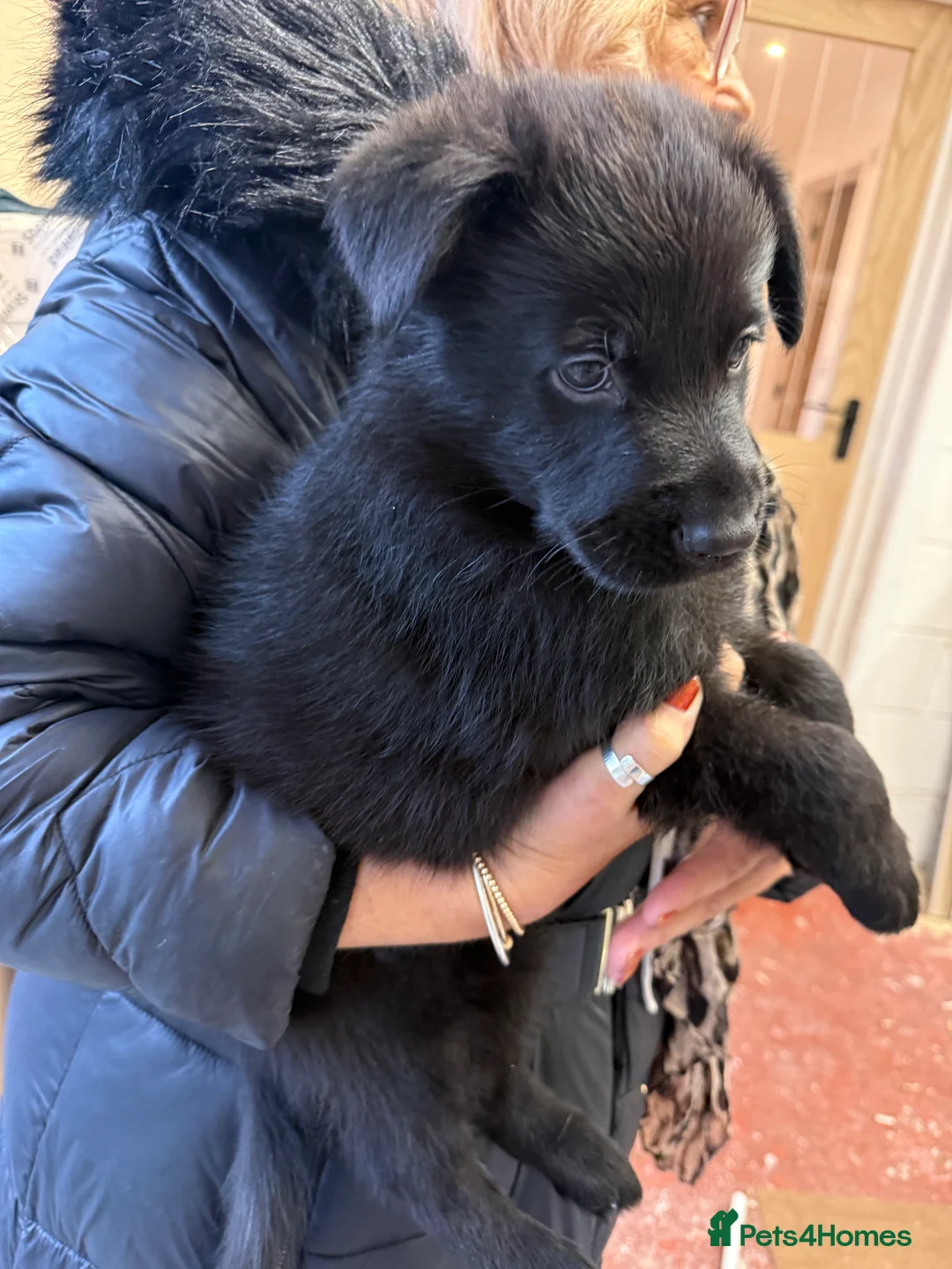 German Shepherd dogs for sale: Pedigree, Czech Line, Straight Back puppies - Advert 3