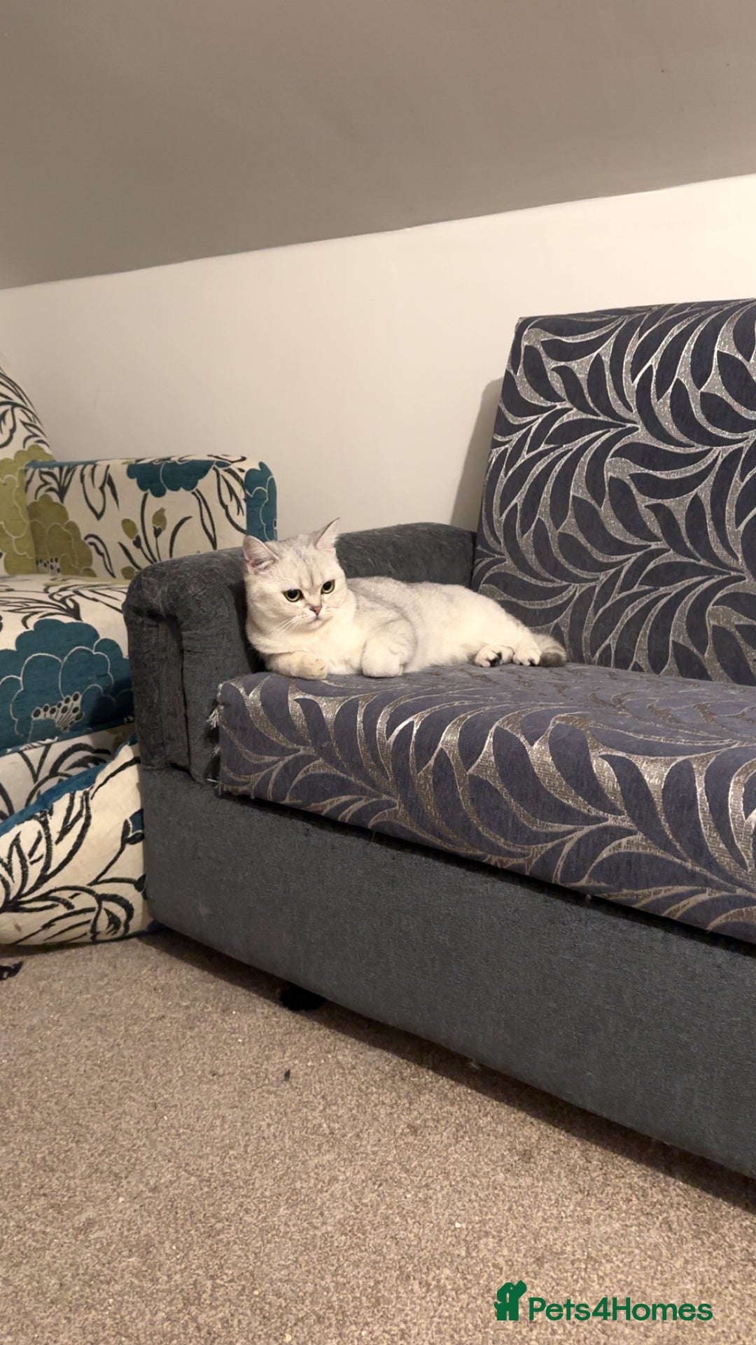 Brazilian Shorthair cats for sale: British Short Hair For Sale - Image 1