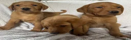 Labrador Retriever dogs for sale: Fox red Labrador - Advert 5