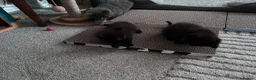 Mixed Breed cats for sale: Twin females - Advert 12