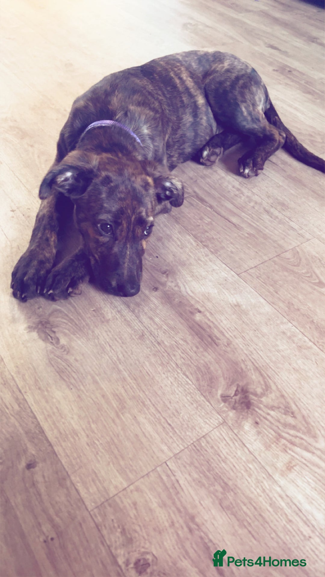 Lurcher dogs for sale: Lurcher  - Advert 4