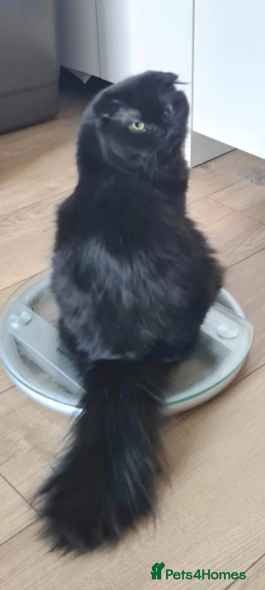 Scottish Fold cats for sale: Scottish fold kittens - Advert 2