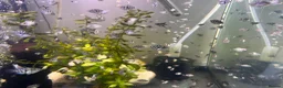Cichlids fish for sale: Electric Blue Acara’s, Angelfish, Polar Parrots. in Glasgow - Advert 6