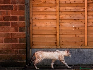 Bengal cats - Advert 3