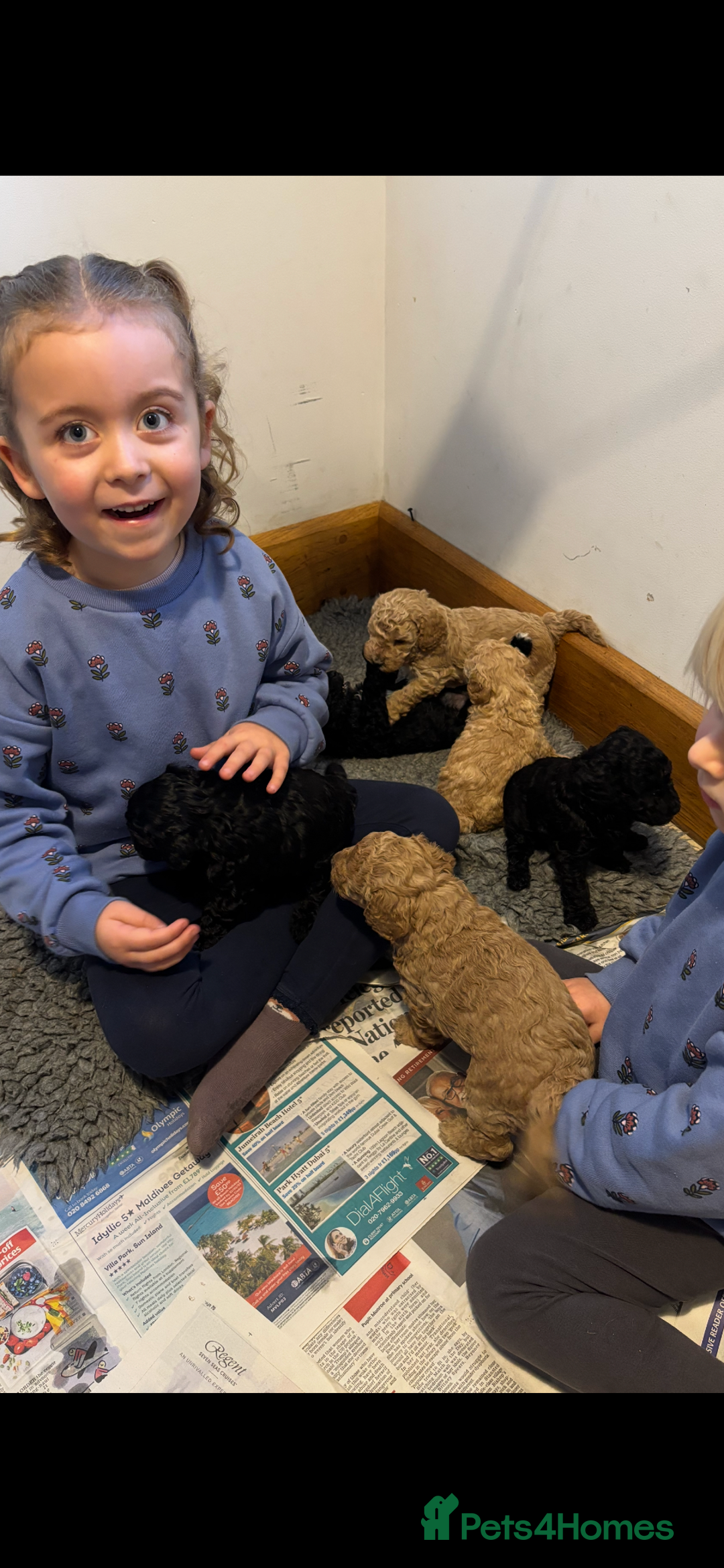 Sproodle dogs for sale: Gorgeous Sproodle F1b puppies - Advert 8