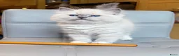 Ragdoll cats for sale: Pure Ragdoll kittens Registered and DNA tested  - Advert 15