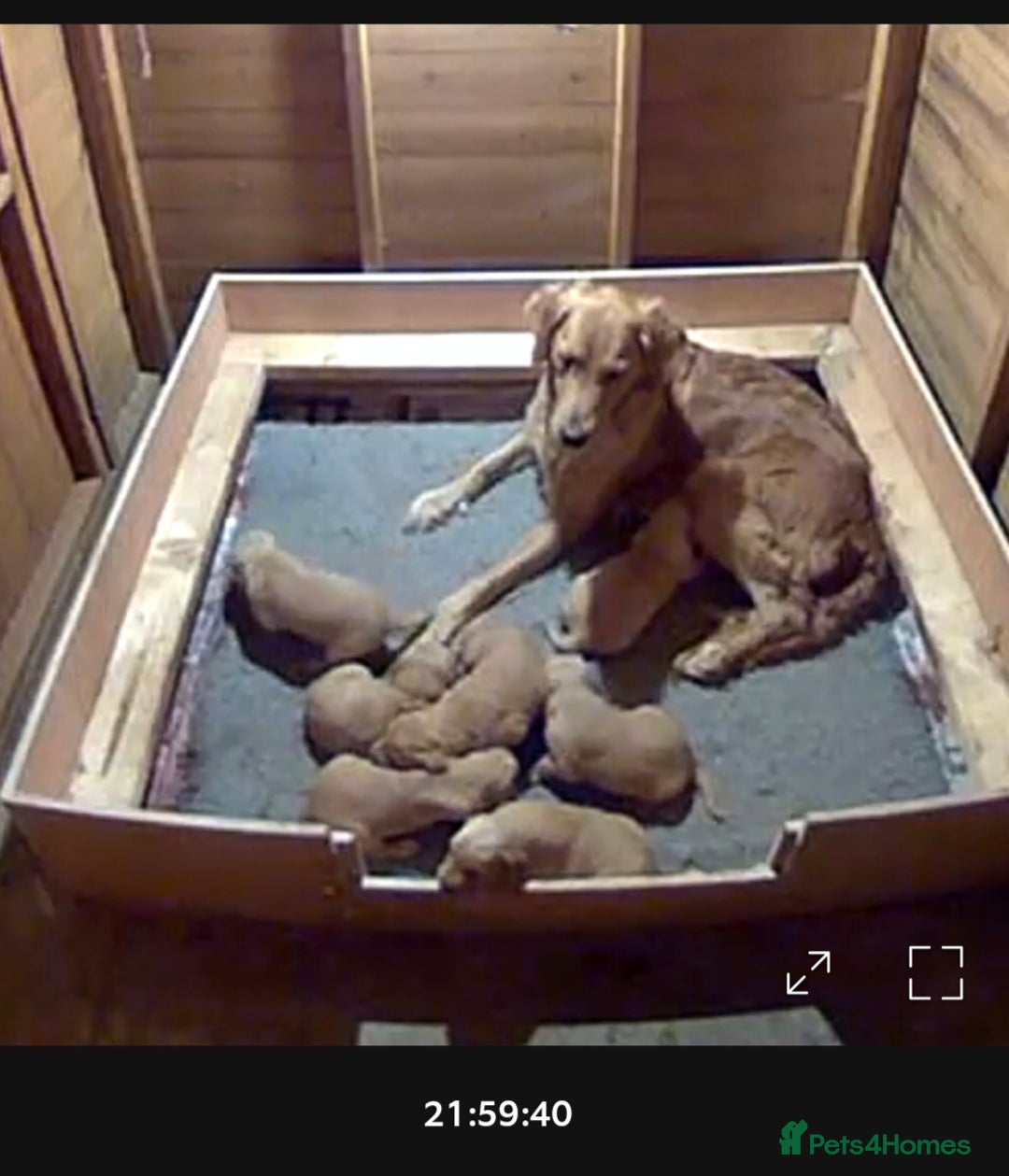 Golden Retriever dogs for sale: Working golden retriever puppies  - Image 10